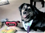 Watch Beloved Pet: Legacy Movie Video Brochure